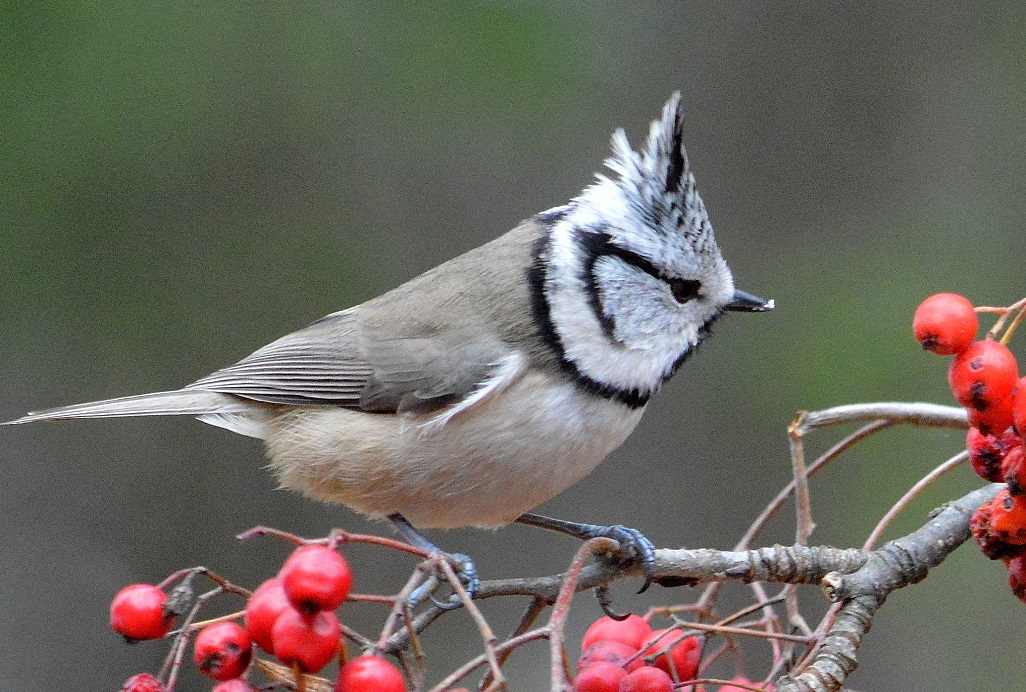Leenan töyhtötiainen (2)